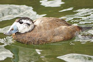 Oxyura leucocephala - Weißkopf-Ruderente